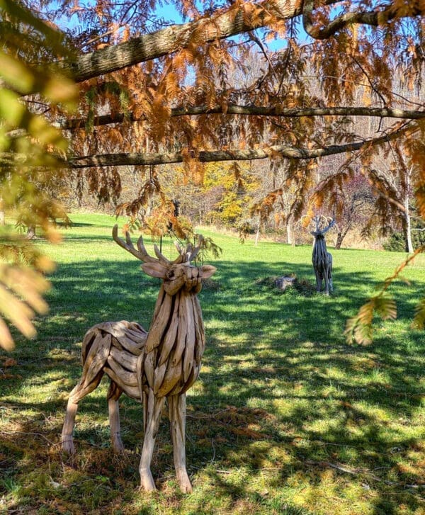 Teak wood buck sculpture